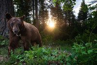 Two-toned American black bear (Ursus americanus) at the ponderos