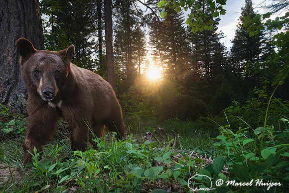 Two-toned American black bear (Ursus americanus) at the ponderos