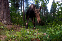 American moose (Alces americanus) at the ponderosa pine, Montana