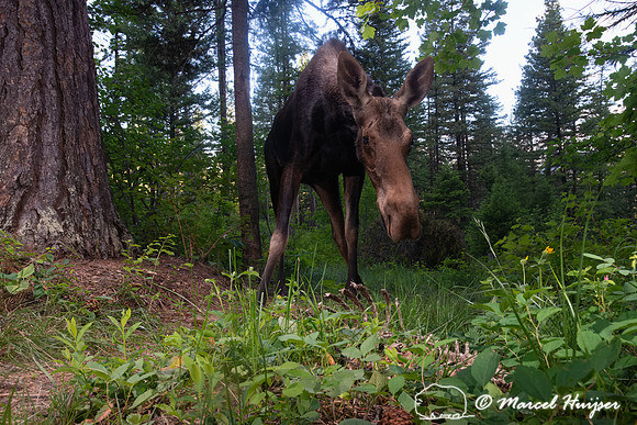 American moose (Alces americanus) at the ponderosa pine, Montana