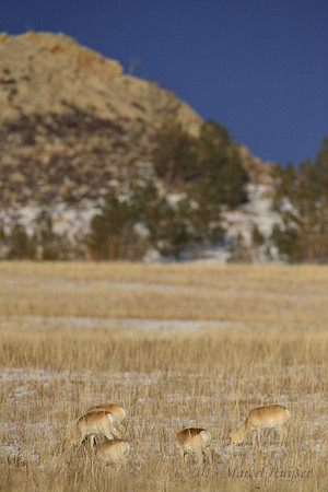 Mongolian gazelles (Procapra gutturosa), near Norovlin, Khentii, Mongolia