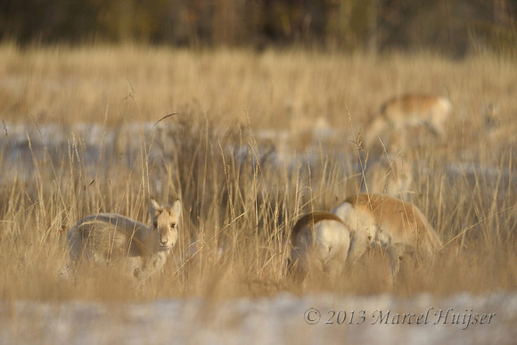 Mongolian gazelles (Procapra gutturosa), near Norovlin, Khentii, Mongolia