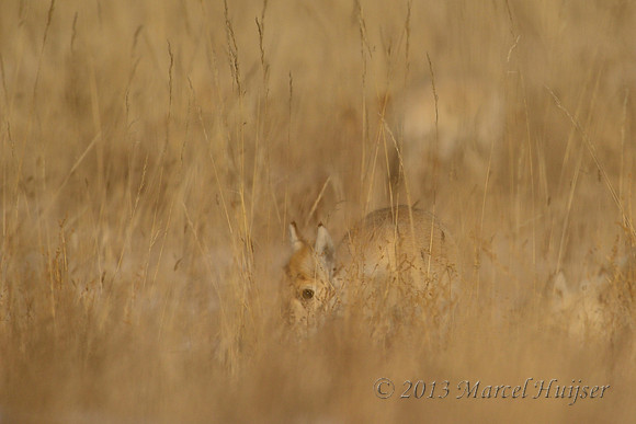 Mongolian gazelles (Procapra gutturosa), near Norovlin, Khentii, Mongolia