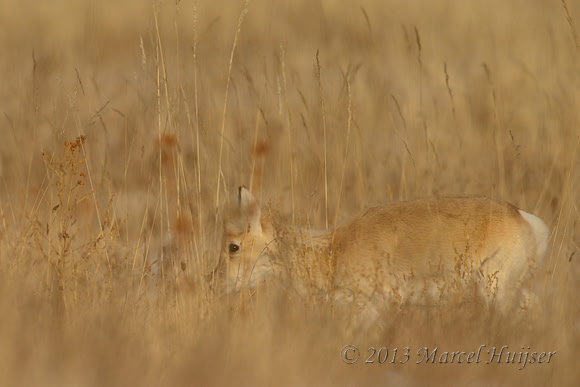 Mongolian gazelles (Procapra gutturosa), near Norovlin, Khentii, Mongolia