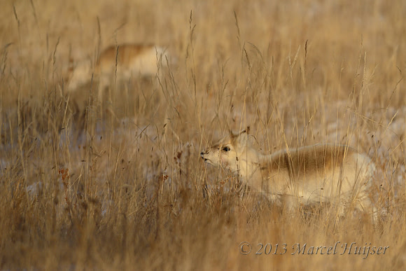 Mongolian gazelles (Procapra gutturosa), near Norovlin, Khentii, Mongolia