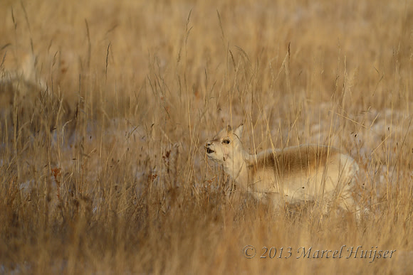 Mongolian gazelles (Procapra gutturosa), near Norovlin, Khentii, Mongolia