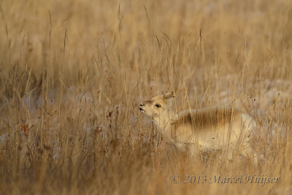 Mongolian gazelles (Procapra gutturosa), near Norovlin, Khentii, Mongolia