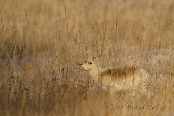 Mongolian gazelles (Procapra gutturosa), near Norovlin, Khentii, Mongolia