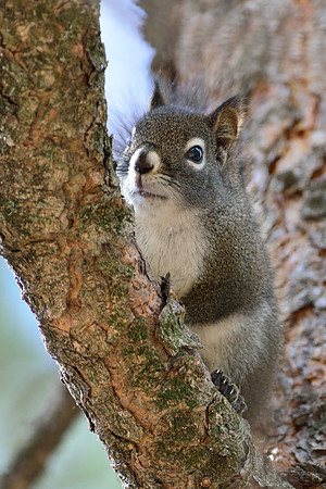 Red squirrel (Tamiasciurus hudsonicus), Maclay Flat, Missoula, Montana, USA