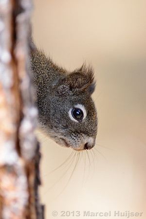 Red squirrel (Tamiasciurus hudsonicus), Maclay Flat, Missoula, Montana, USA