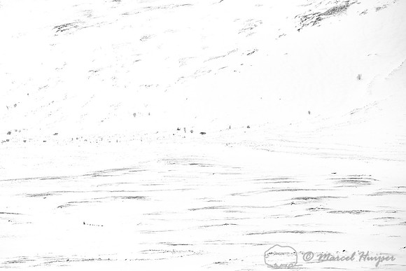 Dog sled, Dovrefjell National Park, Norway