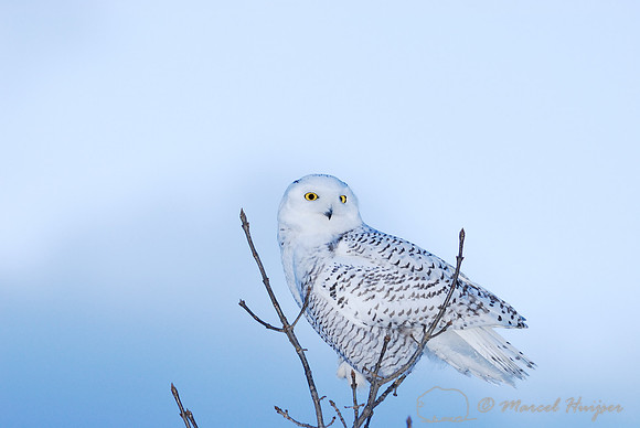 Snowy Owl (Bubo scandiacus), Montana, USA