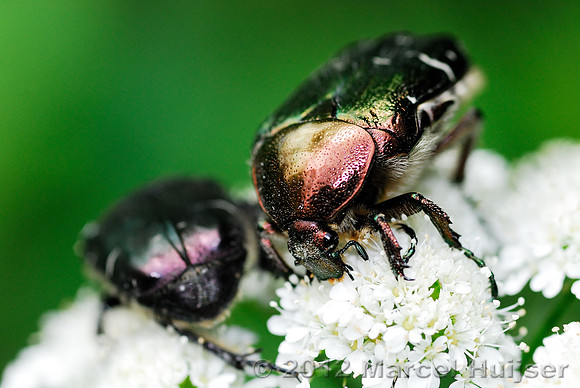Beetles on white flower, Bulgaria