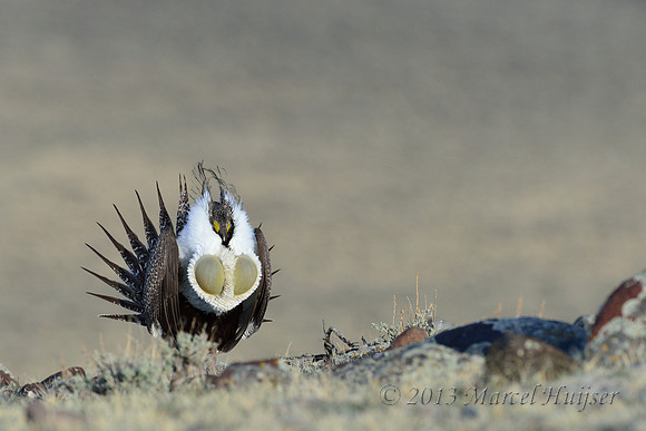 Male sage grouse (Centrocercus urophasianus) in lek, Montana, USA. Near threatened (IUCN, 2013).