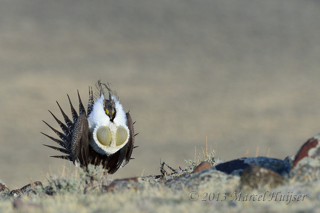 Male sage grouse (Centrocercus urophasianus) in lek, Montana, USA. Near threatened (IUCN, 2013).