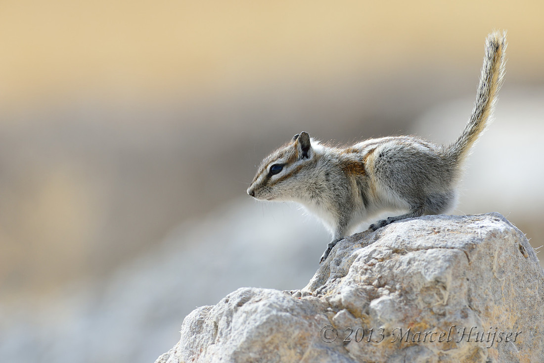 Montana wildlife: Least chipmunk (Tamias minimus), Montana, USA.