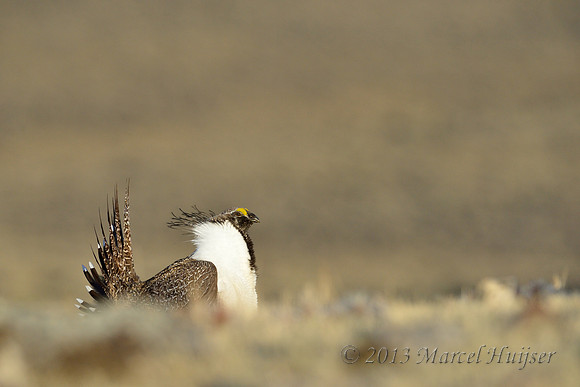 Male sage grouse (Centrocercus urophasianus) in lek, Montana, USA. Near threatened (IUCN, 2013).