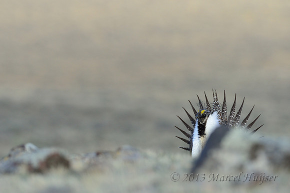 Male sage grouse (Centrocercus urophasianus) in lek, Montana, USA. Near threatened (IUCN, 2013).