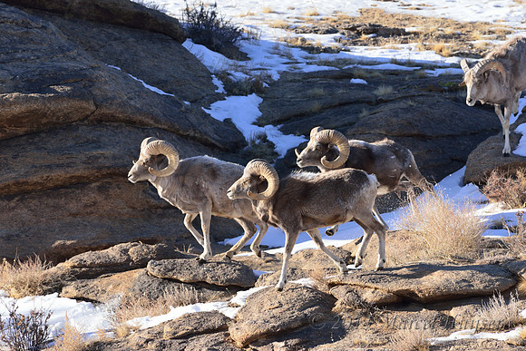 Argali rams (Ovis ammon), Ikh Nart Nature Reserve, Dornogovi, Mongolia