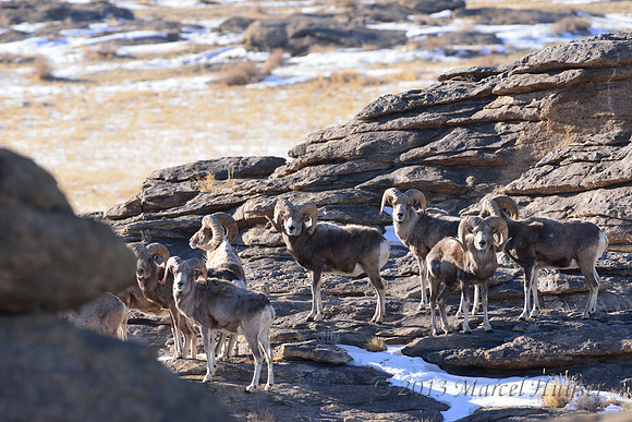 Marcel Huijser Photography | Argali | Argali rams (Ovis ammon), Ikh ...