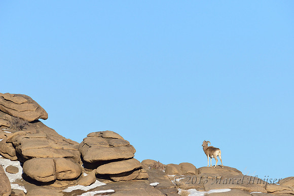 Argali rams (Ovis ammon), Ikh Nart Nature Reserve, Dornogovi, Mongolia
