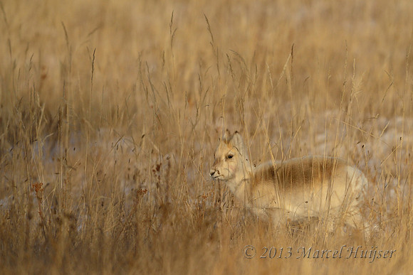 Mongolian gazelles (Procapra gutturosa), near Norovlin, Khentii, Mongolia