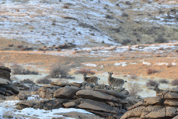 Female Siberian ibex (Capra sibirica), Ikh Nart Nature Reserve, Dornogovi, Mongolia