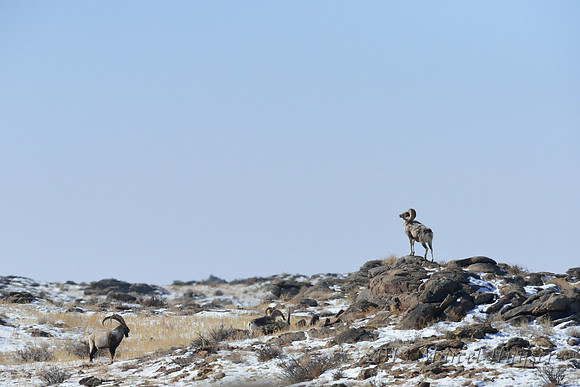 Argali sheep rams (Ovis ammon) and male Siberian ibex (Capra sibirica), Ikh Nart Nature Reserve, Dornogovi, Mongolia.
