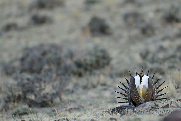 Male sage grouse (Centrocercus urophasianus) in lek, Montana, USA. Near threatened (IUCN, 2013).