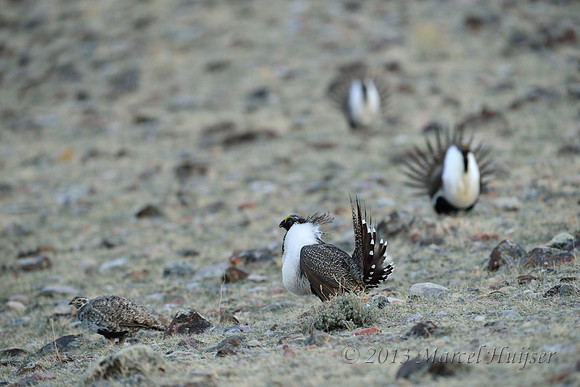 Male sage grouse and a female (Centrocercus urophasianus) in lek, Montana, USA. Near threatened (IUCN, 2013).