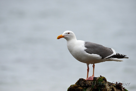 American herring gull or Smithsonian gull (Larus smithsonianus) or (Larus argentatus smithsonianus), California, USA