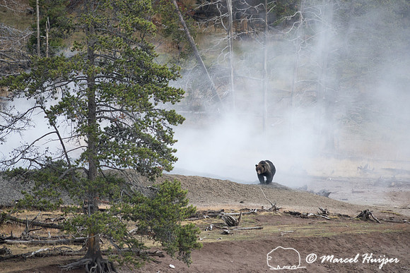 Grizzly bear (Ursus arctos) and geyser,  Wyoming, USA