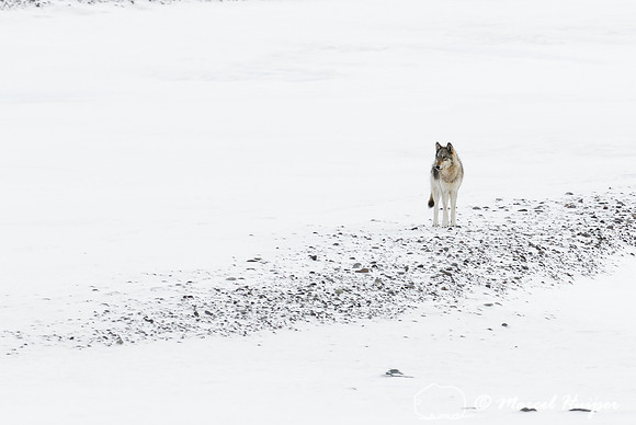 Wolf (Canis lupus), Wyoming, USA