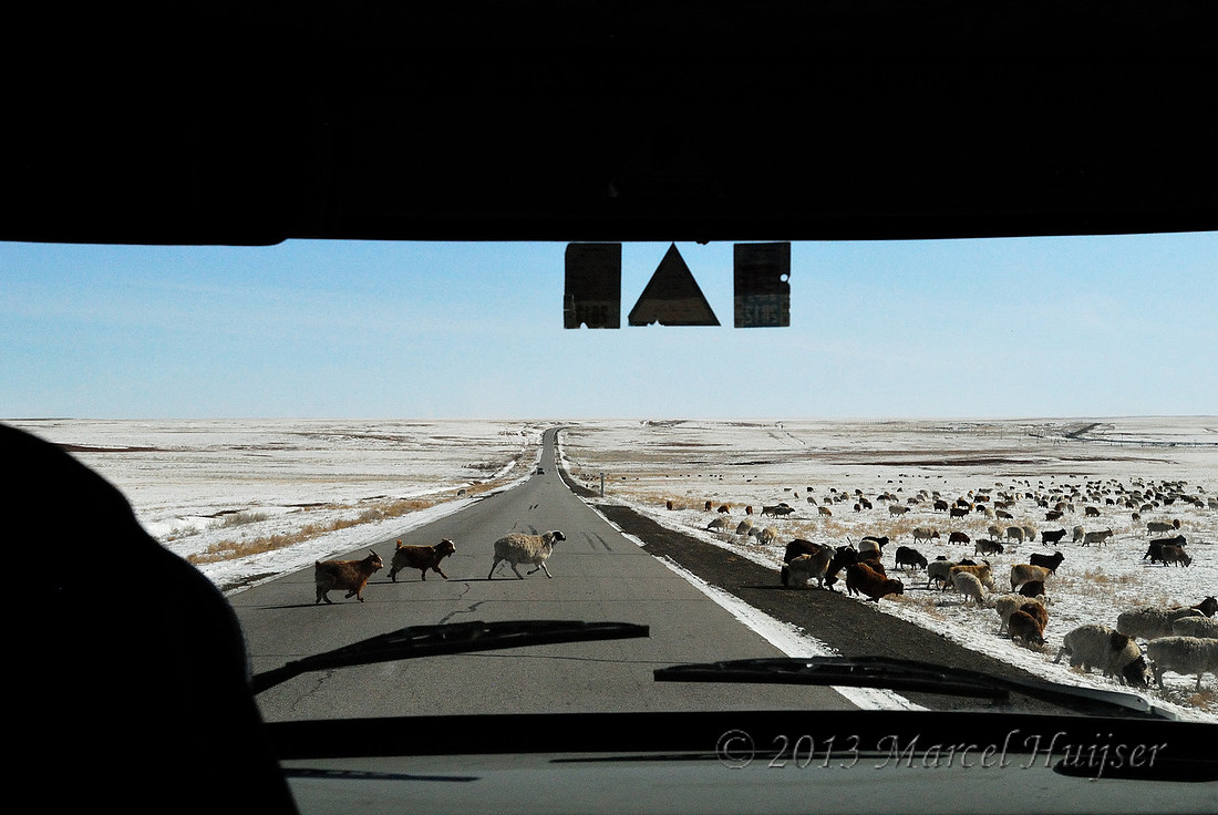 Road ecology blog: Domesticated sheep cross the road along A0101 paralleling Trans-Mongolian Railway, between Choyr and Nalayh, Töv Govisümber, Mongolia