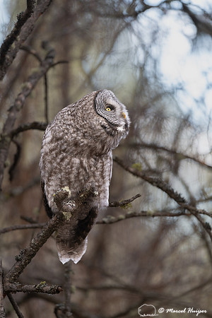Great gray owl (Strix nebulosa) alert for corvids flying over, M