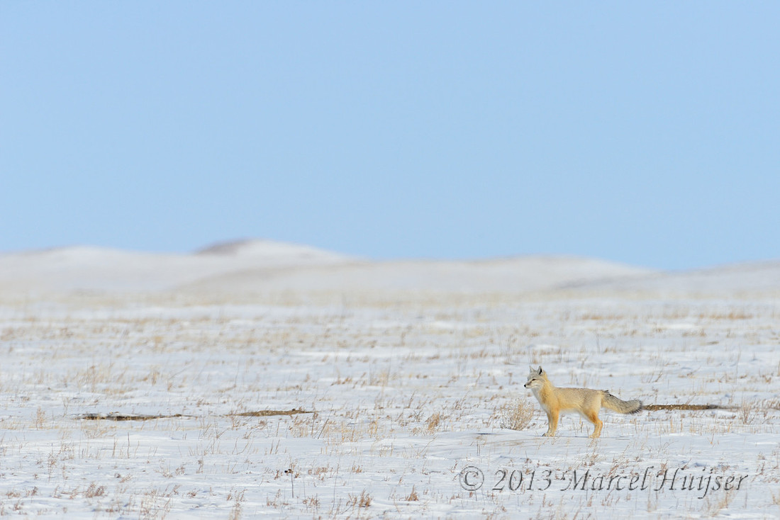 Asian wildlife: Corsac fox (Vulpes corsac), NW of Choyr, Tov, Mongolia
