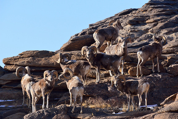 Argali sheep rams (Ovis ammon), Ikh Nart Nature Reserve, Dornogovi, Mongolia