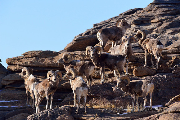 Argali sheep rams (Ovis ammon), Ikh Nart Nature Reserve, Dornogovi, Mongolia