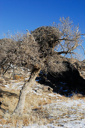 Cinereous Vulture (Aegypius monachus) nest in a Siberian Elm (Ulmus pumila) tree), Ikh Nart Nature Reserve, Dornogovi, Mongolia. Near threatened (IUCN, 2013).