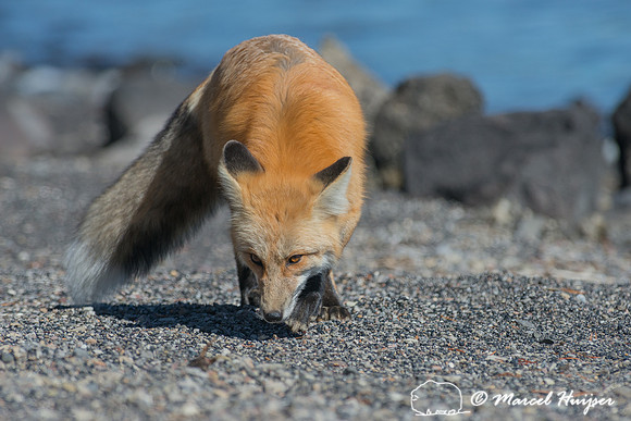 Red fox (Vulpes vulpes), Wyoming, USA
