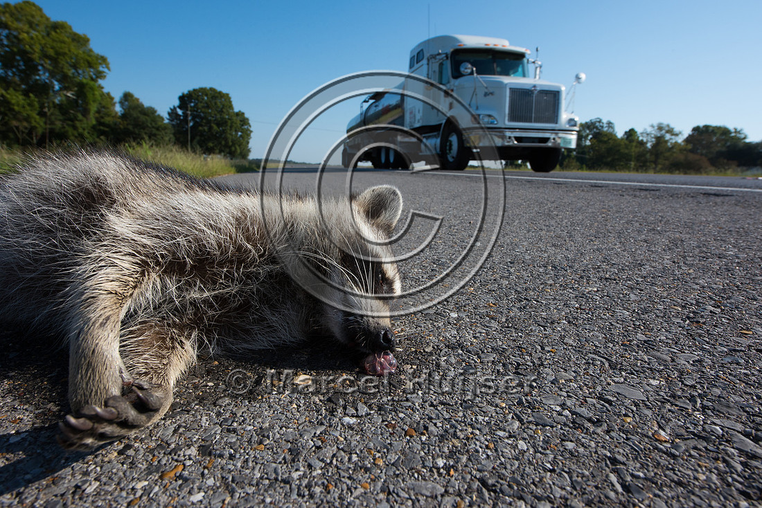 Raccoon (Procyon lotor) roadkill, Louisiana, USA