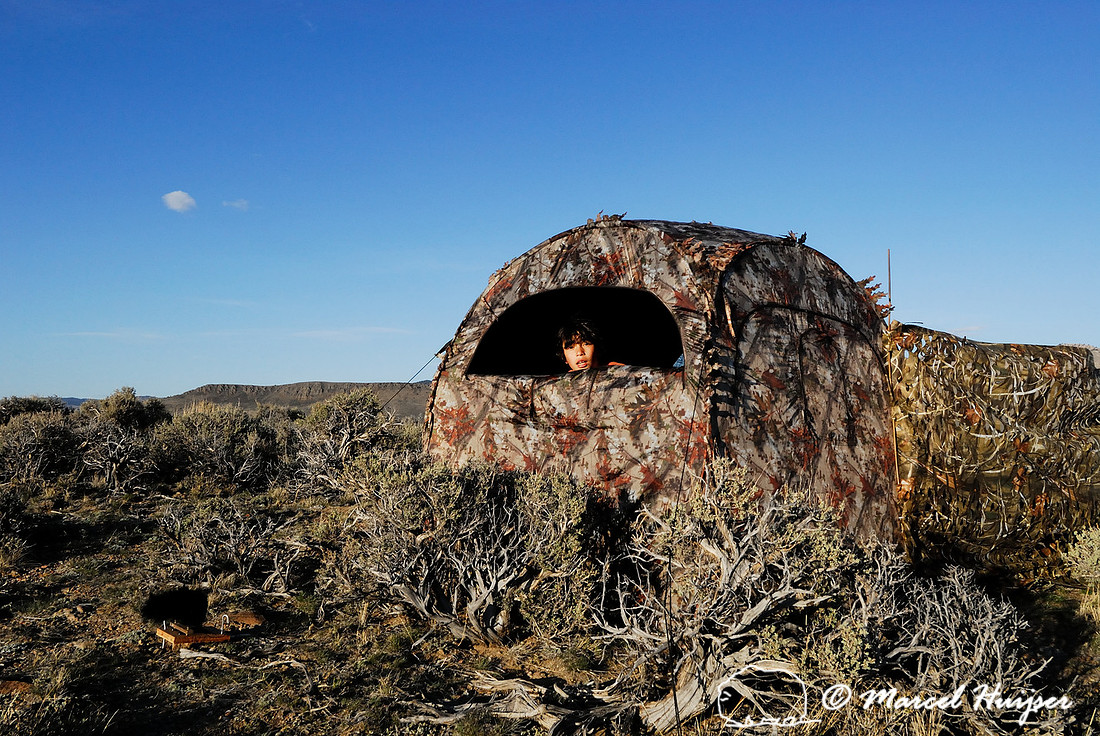 Emiliano Ferguson looks from the blind and approach screens at a sage grouse (Centrocercus urophasianus) lek, Montana, USA