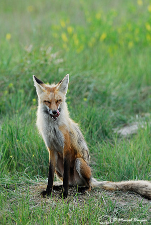 Red fox (Vulpes vulpes) adult at the den, Montana, USA