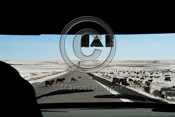 Domesticated sheep and goats cross the road along A0101 paralleling Trans-Mongolian Railway, between Choyr and Nalayh, Töv Govisümber, Mongolia