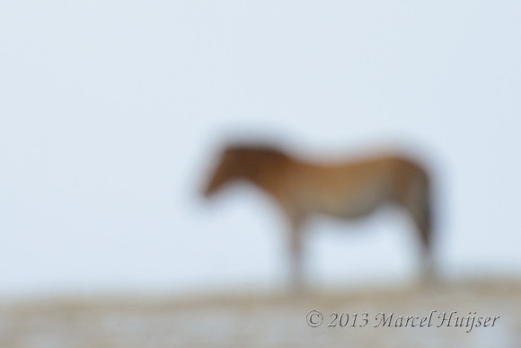 Mimicking ancient cave paintings of Takhi or  Przewalski's horse (Equus ferus ssp. przewalskii), Hustai Nuruu National Park, Töv, Mongolia