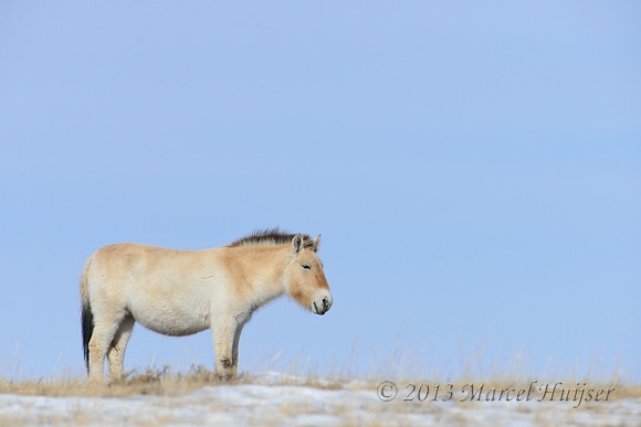 Takhi or  Przewalski's horse (Equus ferus ssp. przewalskii), Hustai Nuruu National Park, Töv, Mongolia