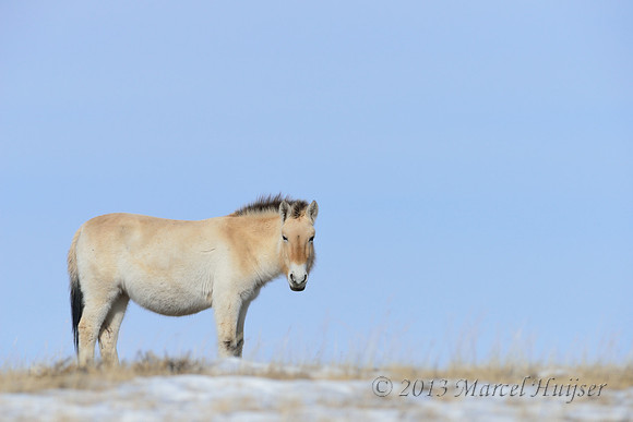 Takhi or  Przewalski's horse (Equus ferus ssp. przewalskii), Hustai Nuruu National Park, Töv, Mongolia