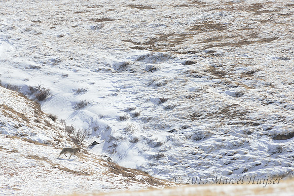 Wolf (Canis lupus), Hustai Nuruu National Park, Töv, Mongolia