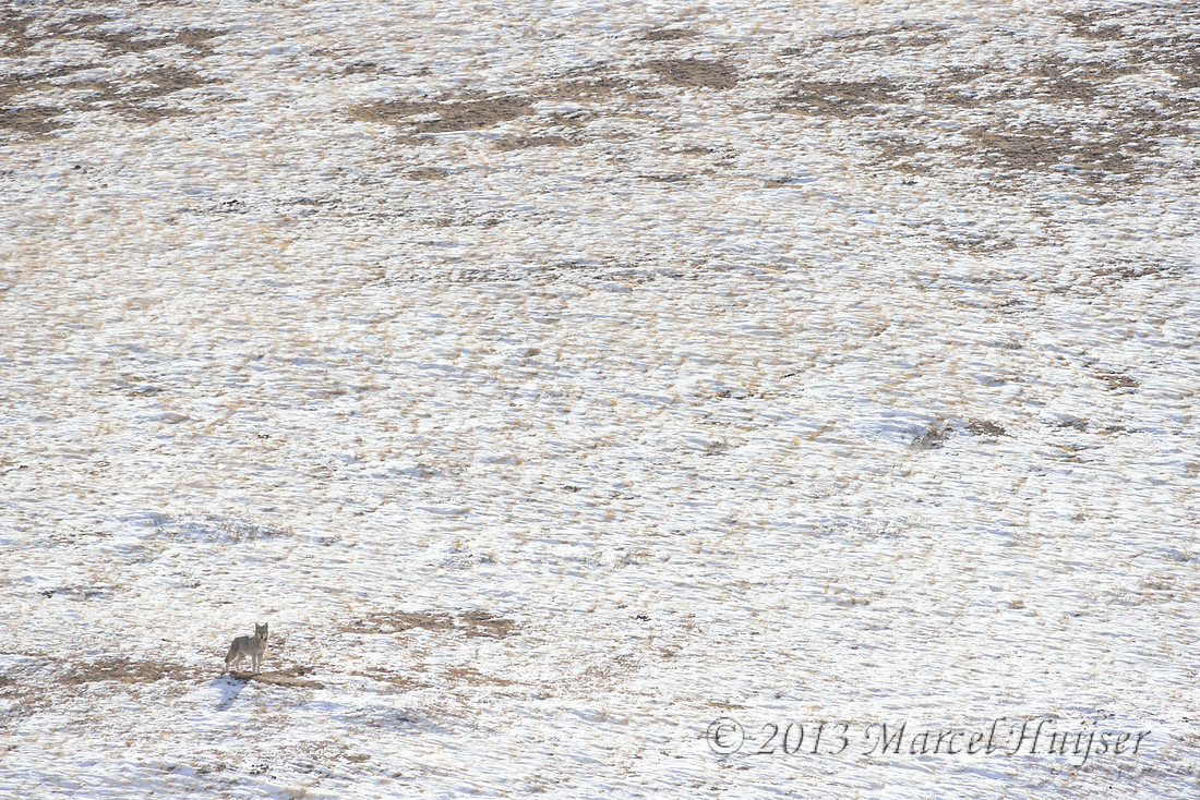 Asian wildlife: Wolf (Canis lupus), Hustai Nuruu National Park, Töv, Mongolia
