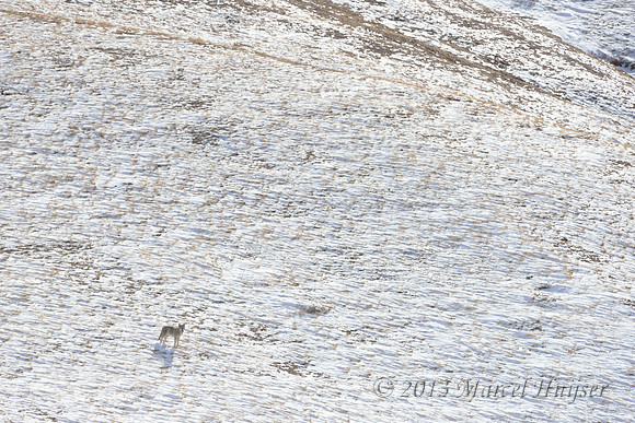 Wolf (Canis lupus), Hustai Nuruu National Park, Töv, Mongolia